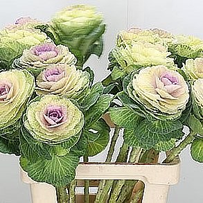 BRASSICA BICOLOR CRANE