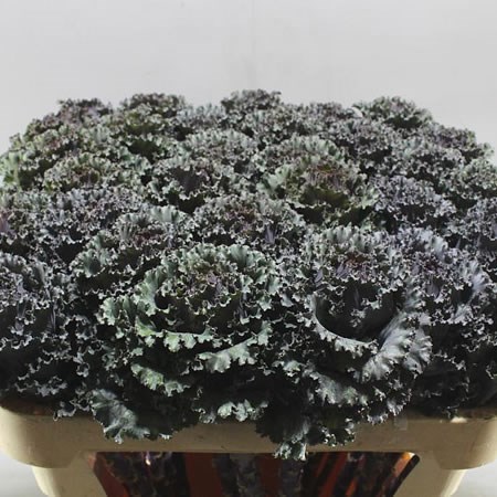 BRASSICA BLACK ANGEL