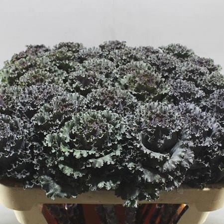 BRASSICA BLACK ANGEL