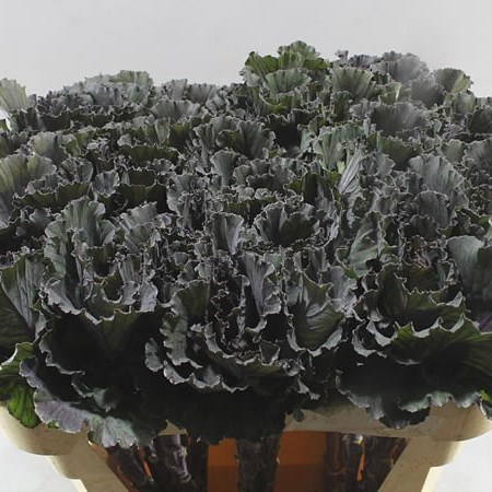 BRASSICA BLACK LEAF