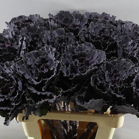 BRASSICA BLACK LEAF