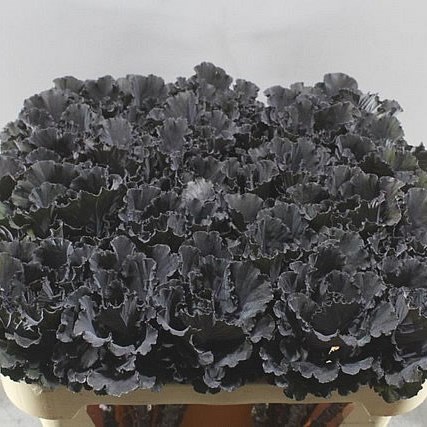 BRASSICA BLACK LEAF