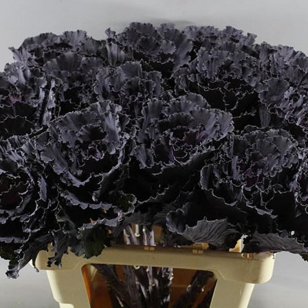 BRASSICA BLACK LEAF