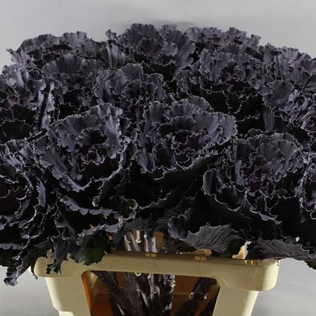 BRASSICA BLACK LEAF (EXTRA)