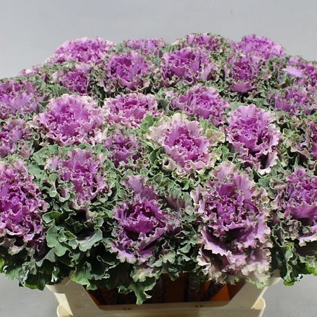 BRASSICA BOGDANA