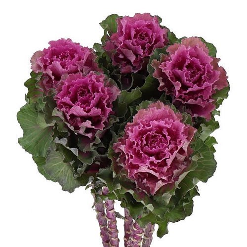 BRASSICA BOGDANA 70cm Wholesale Dutch Flowers & Florist Supplies UK
