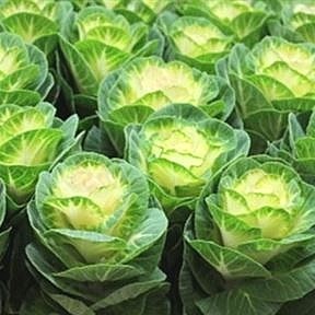 BRASSICA COBLANC