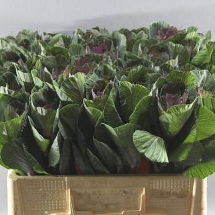 BRASSICA CONDOR RED