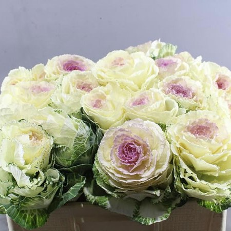 BRASSICA CONDOR WHITE