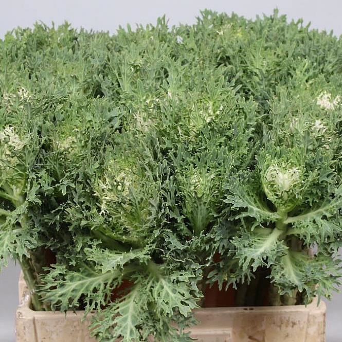 BRASSICA CRANE KING