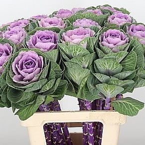 BRASSICA CRANE PINK