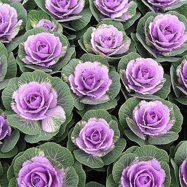BRASSICA CRANE PINK