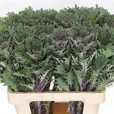 BRASSICA CRANE QUEEN