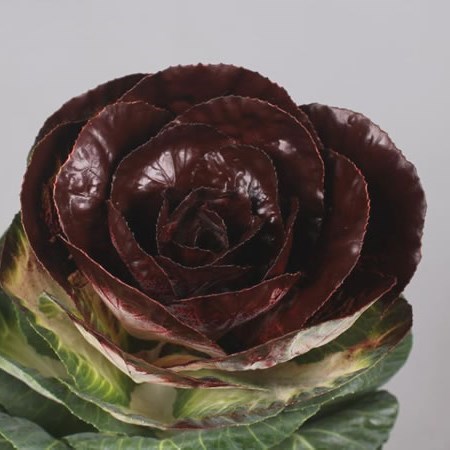 BRASSICA DYED BURGUNDY