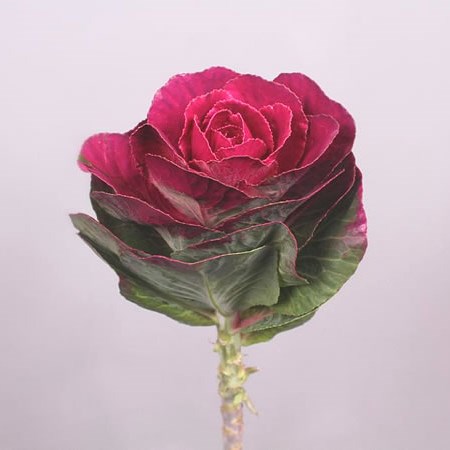 BRASSICA DYED CERISE