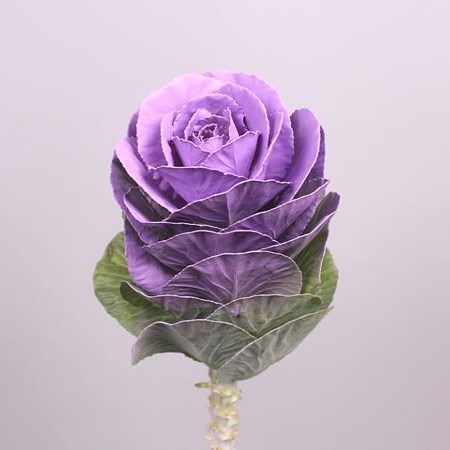 BRASSICA DYED LAVENDER