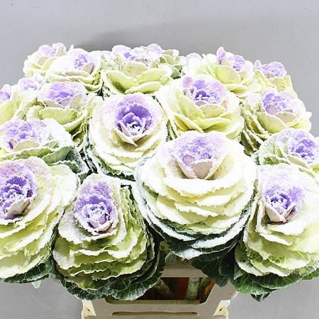 BRASSICA DYED LILAC & GLITTER