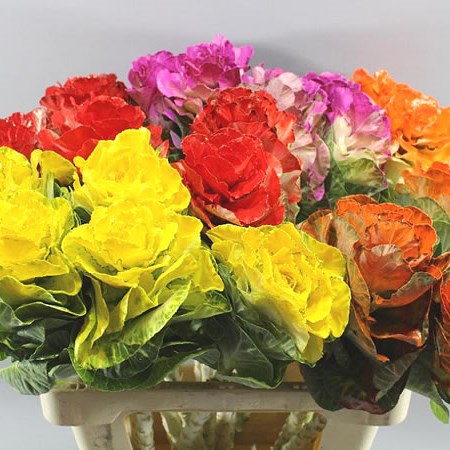 BRASSICA DYED MIX (COLS MAY VARY)