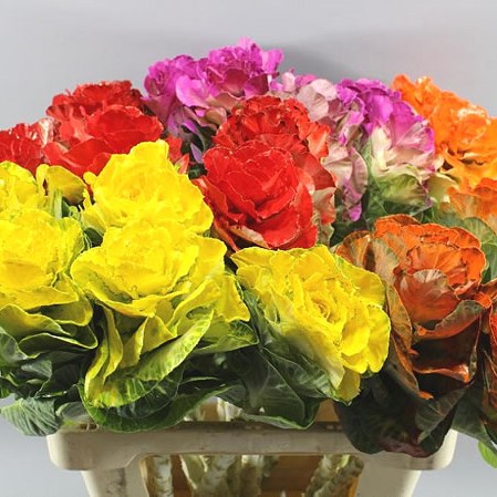 BRASSICA DYED - MIXED
