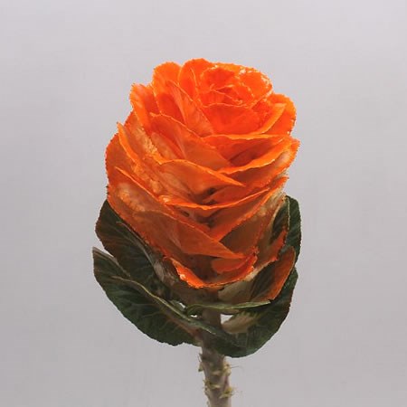 BRASSICA DYED ORANGE
