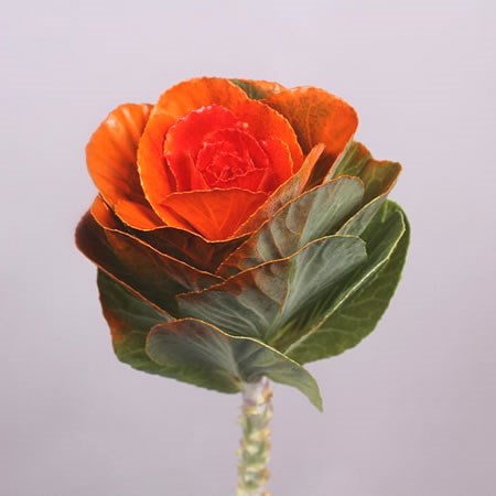 BRASSICA DYED ORANGE/RED