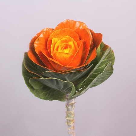 BRASSICA DYED ORANGE/ YELLOW
