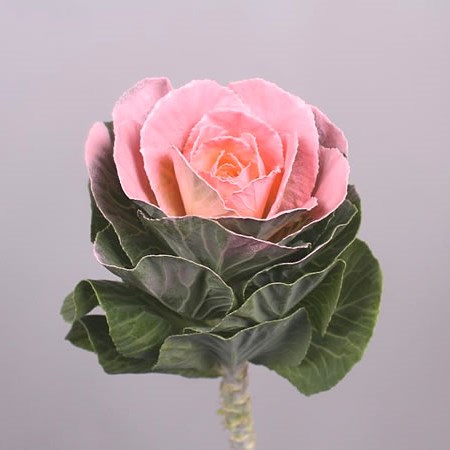 BRASSICA DYED PINK