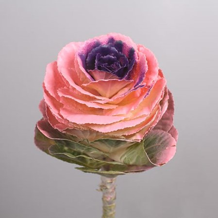 BRASSICA DYED PINK/PURPLE