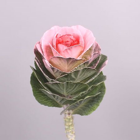BRASSICA DYED PINK/RED