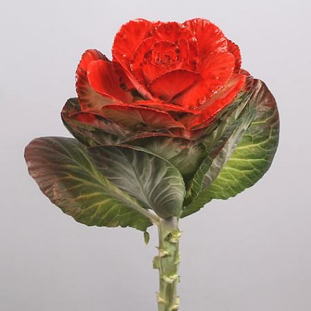 BRASSICA DYED RED