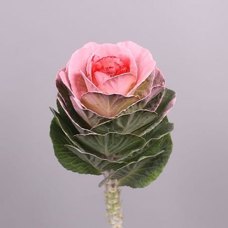 BRASSICA DYED PINK & RED