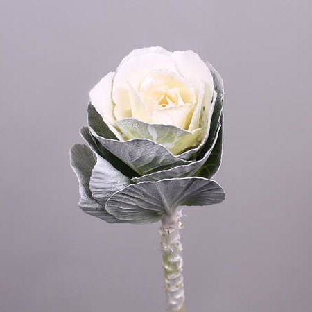 BRASSICA DYED WHITE WHITE