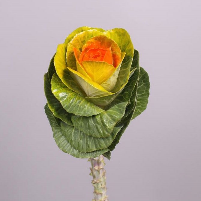 BRASSICA DYED YELLOW/ORANGE