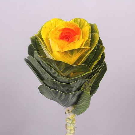 BRASSICA DYED YELLOW/RED