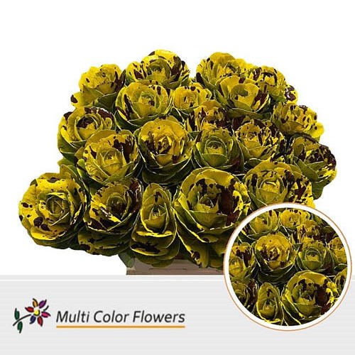 BRASSICA DYED YELLOW & BURGUNDY SPLASH 60cm Wholesale Dutch Flowers UK