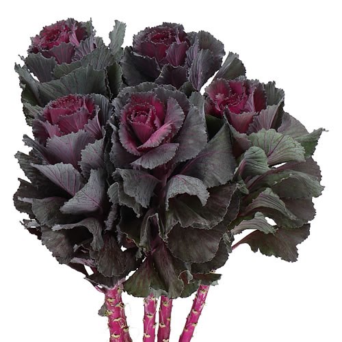 BRASSICA ELEGANCE 60cm Wholesale Dutch Flowers & Florist Supplies UK