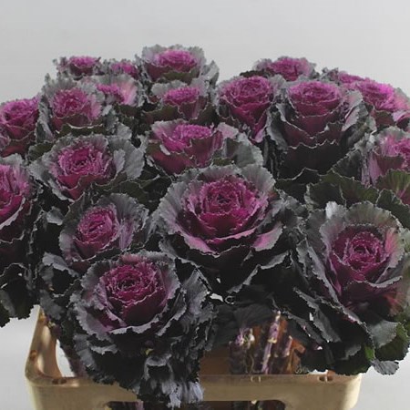 BRASSICA ELEGANCE