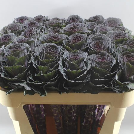 BRASSICA ELEGANCE