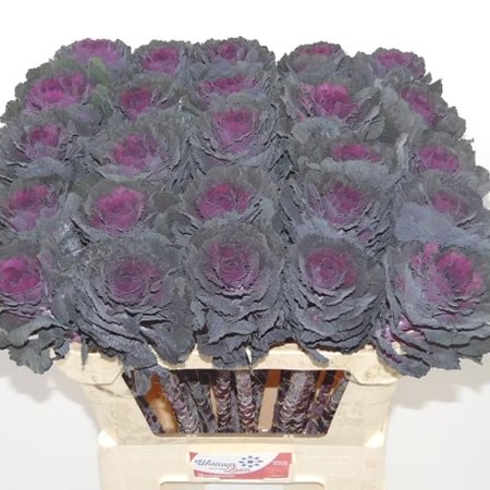 BRASSICA ELEGANCE