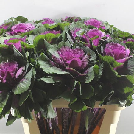 BRASSICA ELEGANCE