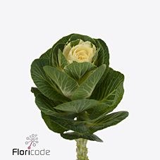 BRASSICA EMPIRE ALEXANDER