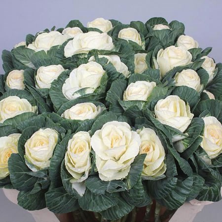 BRASSICA EMPIRE ALEXANDER