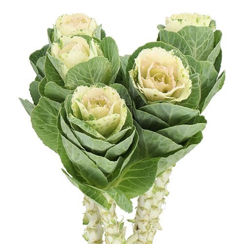 BRASSICA EMPIRE ANNA