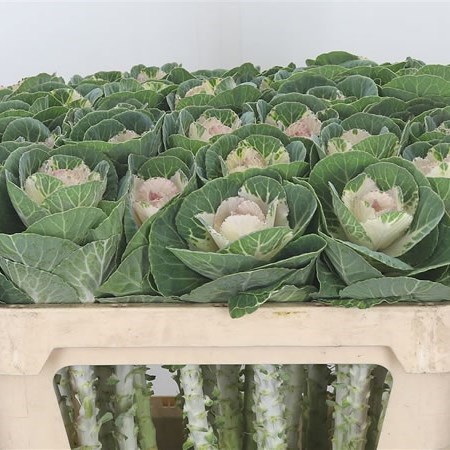 BRASSICA EMPIRE ANNA