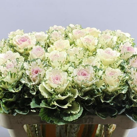 BRASSICA EMPIRE ARINA