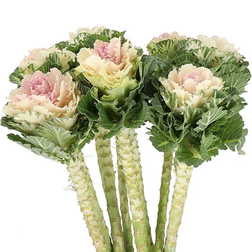 BRASSICA EMPIRE ARINA