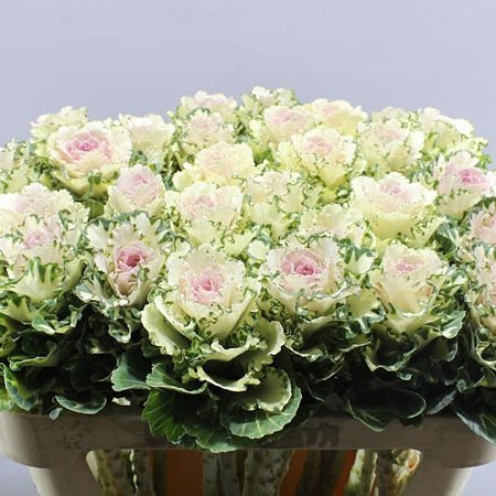 BRASSICA EMPIRE ARINA