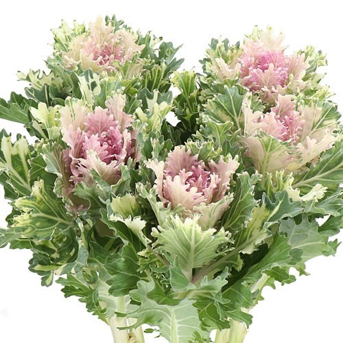 BRASSICA EMPIRE FAINA