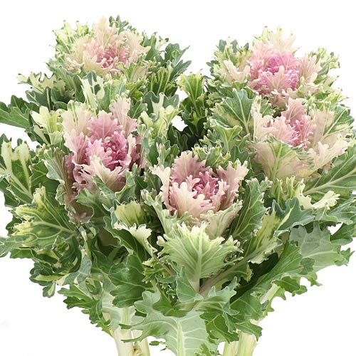 BRASSICA EMPIRE FAINA 70cm Wholesale Dutch Flowers & Florist Supplies UK