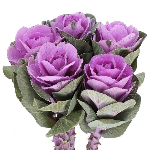 BRASSICA EMPIRE OLGA PINK 70cm Wholesale Dutch Flowers & Florist
